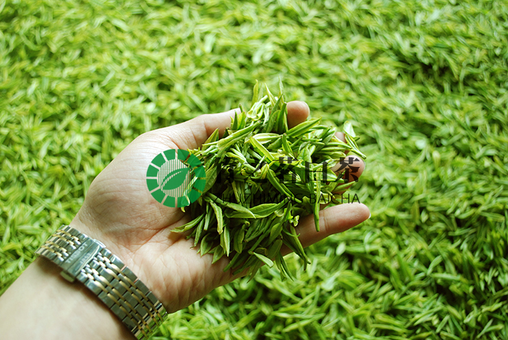 明后安吉白茶味更美